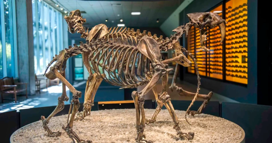 20 Mejores Cosas que Hacer en Los Ángeles